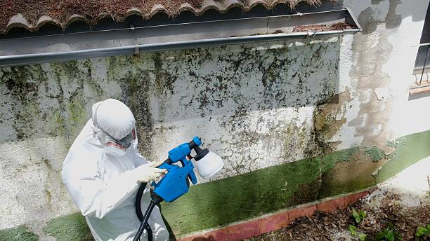 Top rated local Commercial Mold Remediation specialists in Rapid City, MI